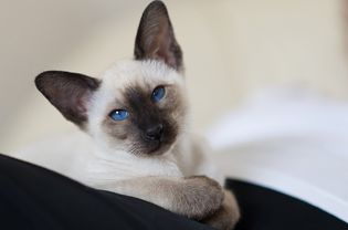 Siamese kitten