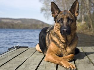 一只德国牧羊犬躺在水面前的码头上