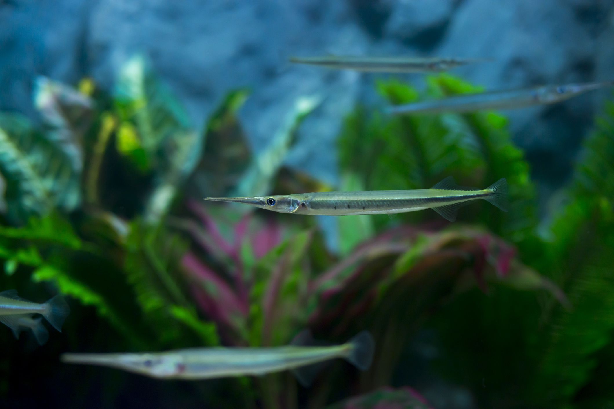 Needle nose gar Xenentodon cancila in planted aquarium