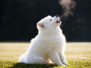 萨摩耶小狗在外面的草地上嚎叫