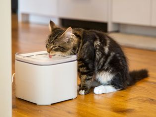 Brown and white cat sipping water from cat bowl