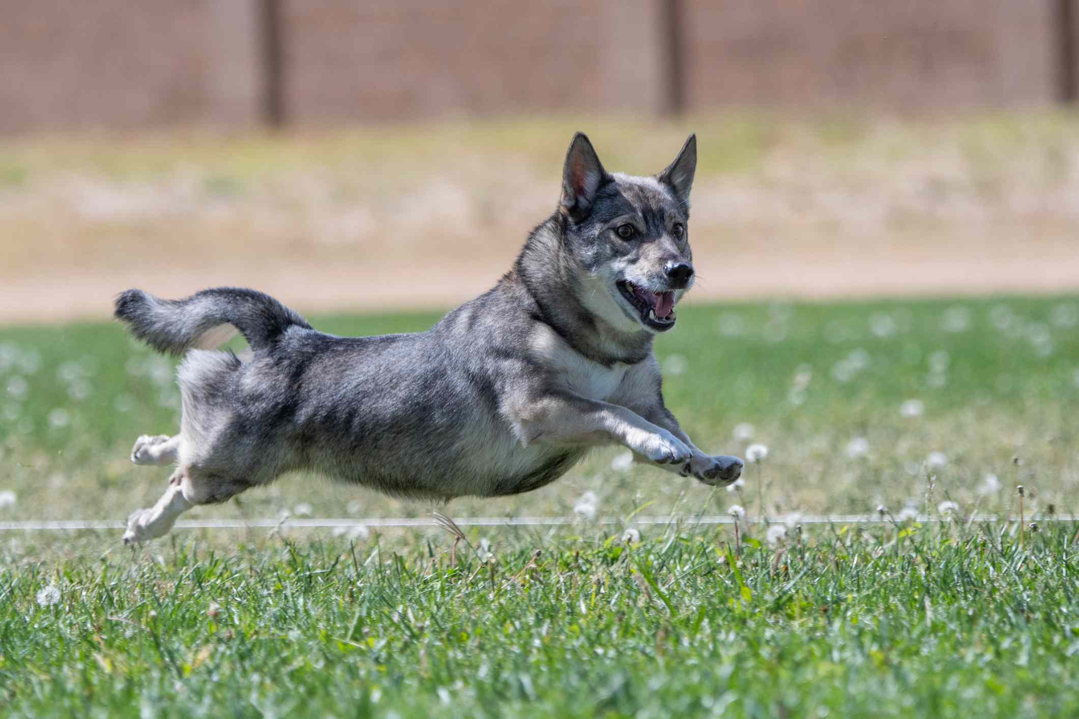 瑞典Vallhund在草地上奔跑