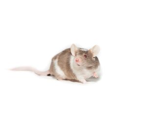 A white and brown rat on a white background