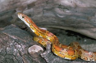 Corn snake on log looking up.