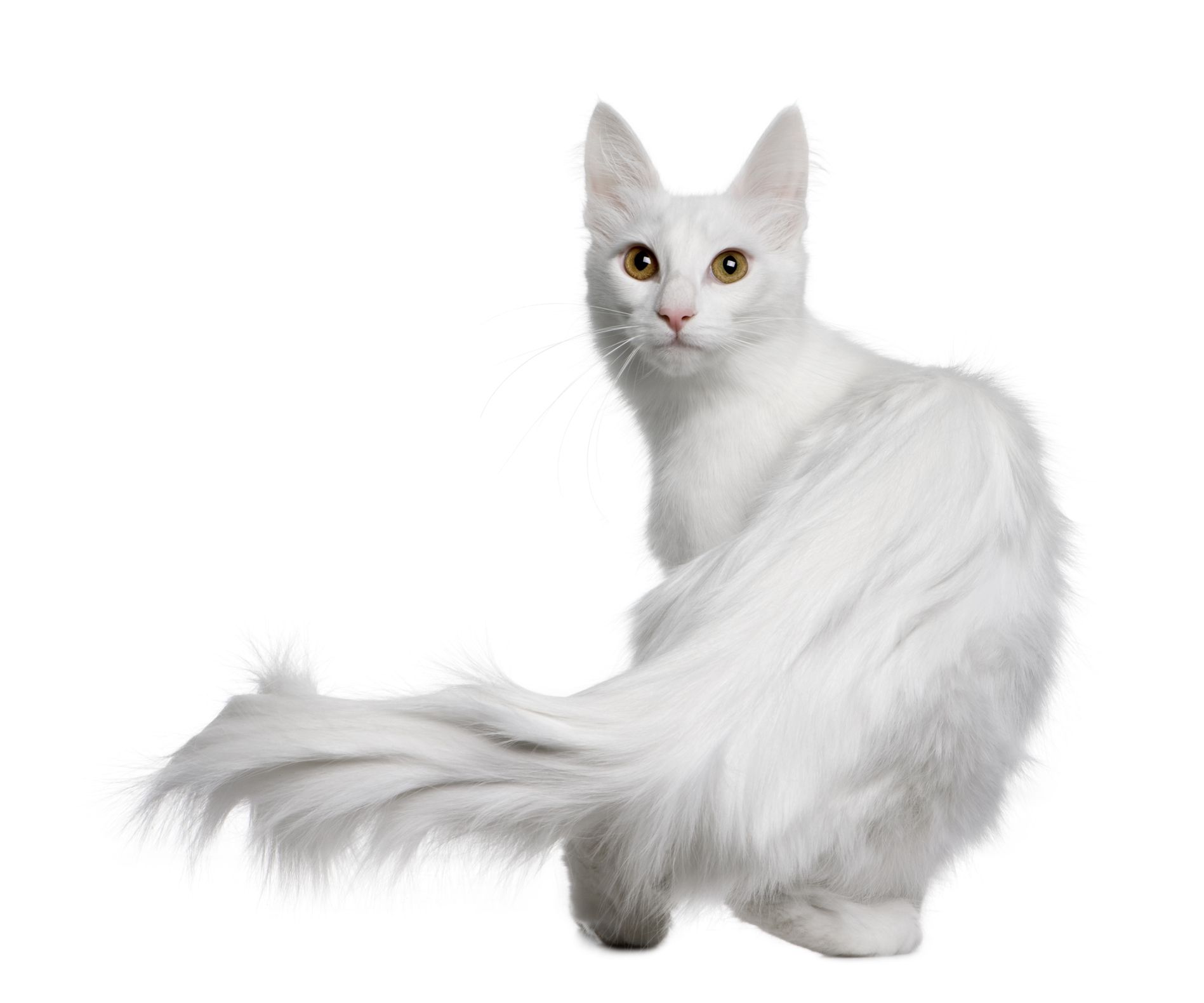 Turkish Angora cat