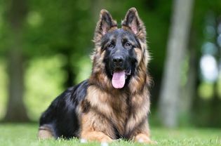 A King Shepherd dog laying on the grass