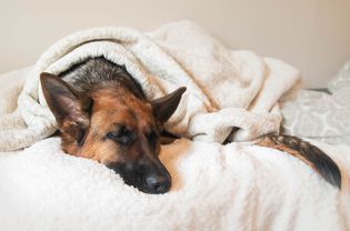 德国牧羊犬睡在床上，上面盖着毯子