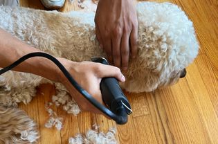 Person trimming dog's hair with the Andis AGC 22340 ProClip 2-Speed Detachable Blade Clipper