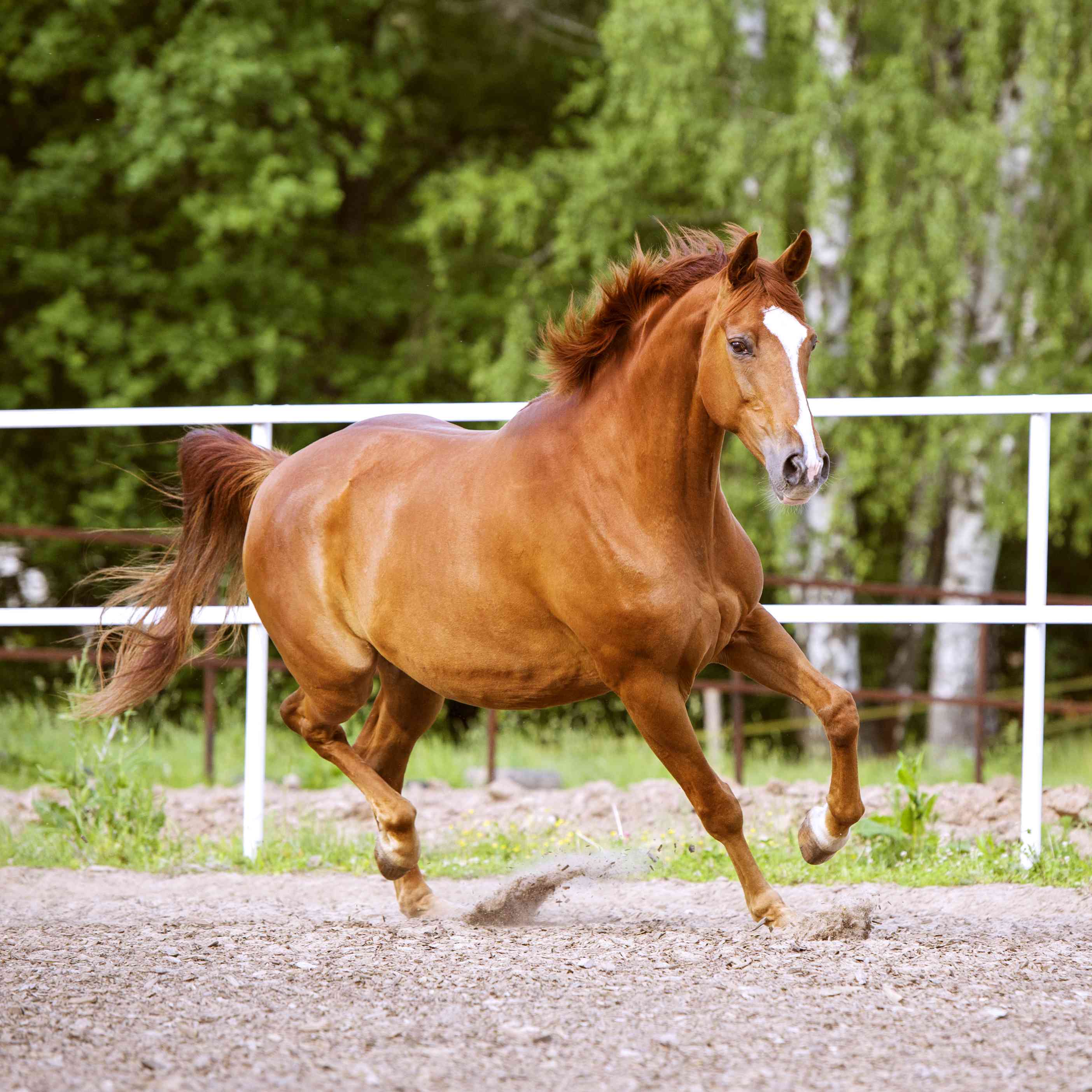 Chestnut Trakehner在竞技场上小跑