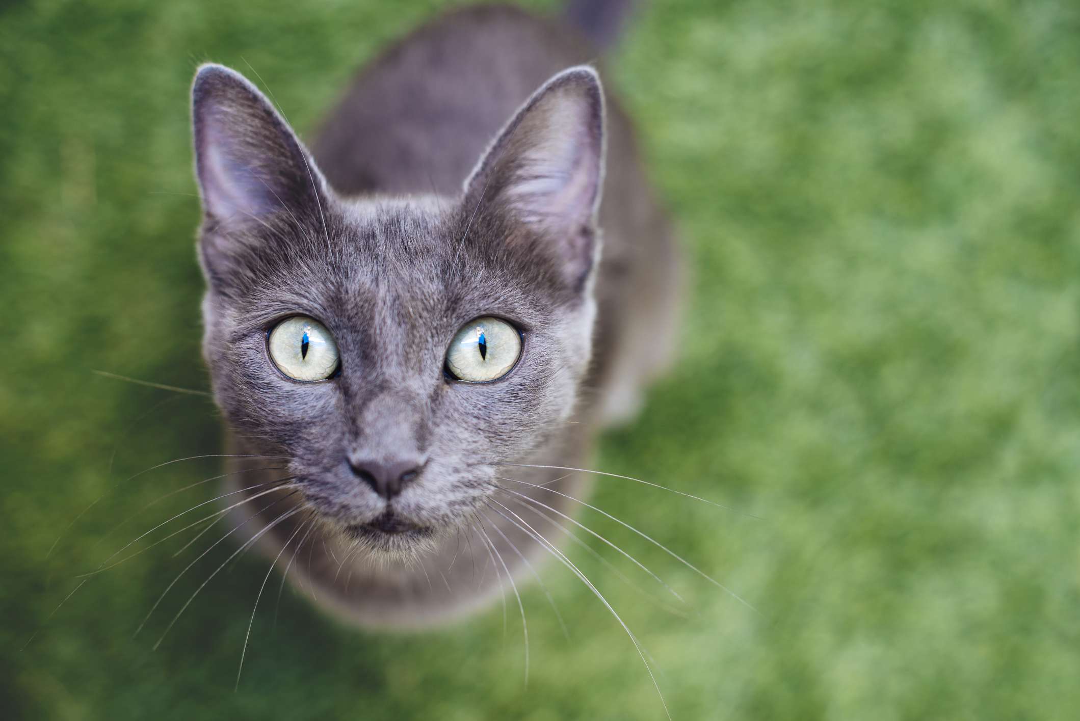 长着大眼睛的俄罗斯蓝猫