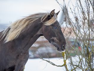 Rocky Mountain Horse in a pasture during winter