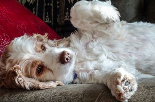 dog laying on couch