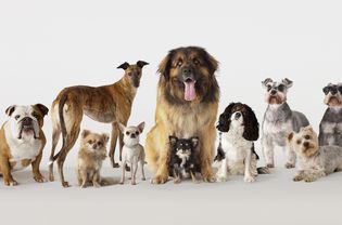 types of dog breeds