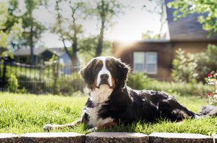 一只伯尔尼山犬坐在阳光下