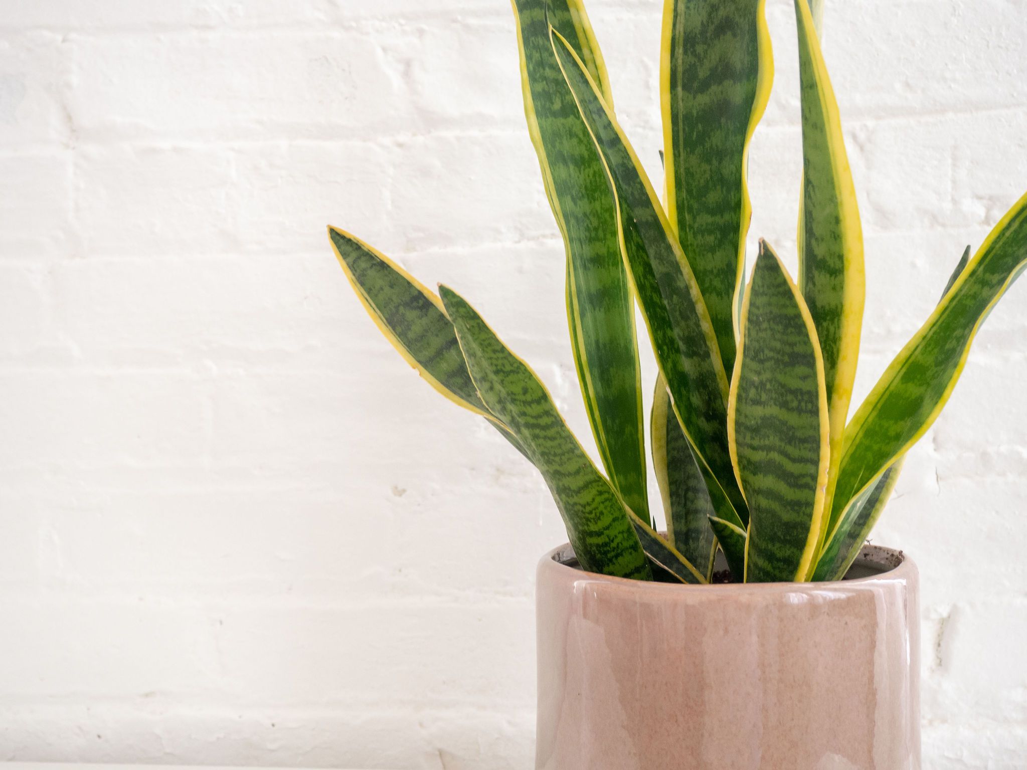 a snake plant in a bedroom