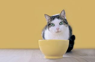 Tabby & White cat crouched behind a food bowl and looking at the camera