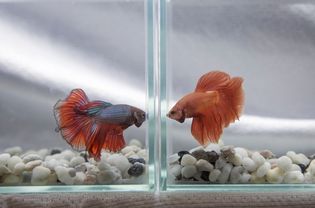 Two betta fish facing off