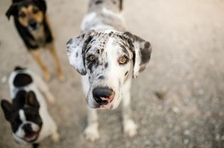 Great dane looking at camera with two dogs in background; great dane dog names