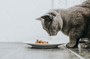 猫吃湿食