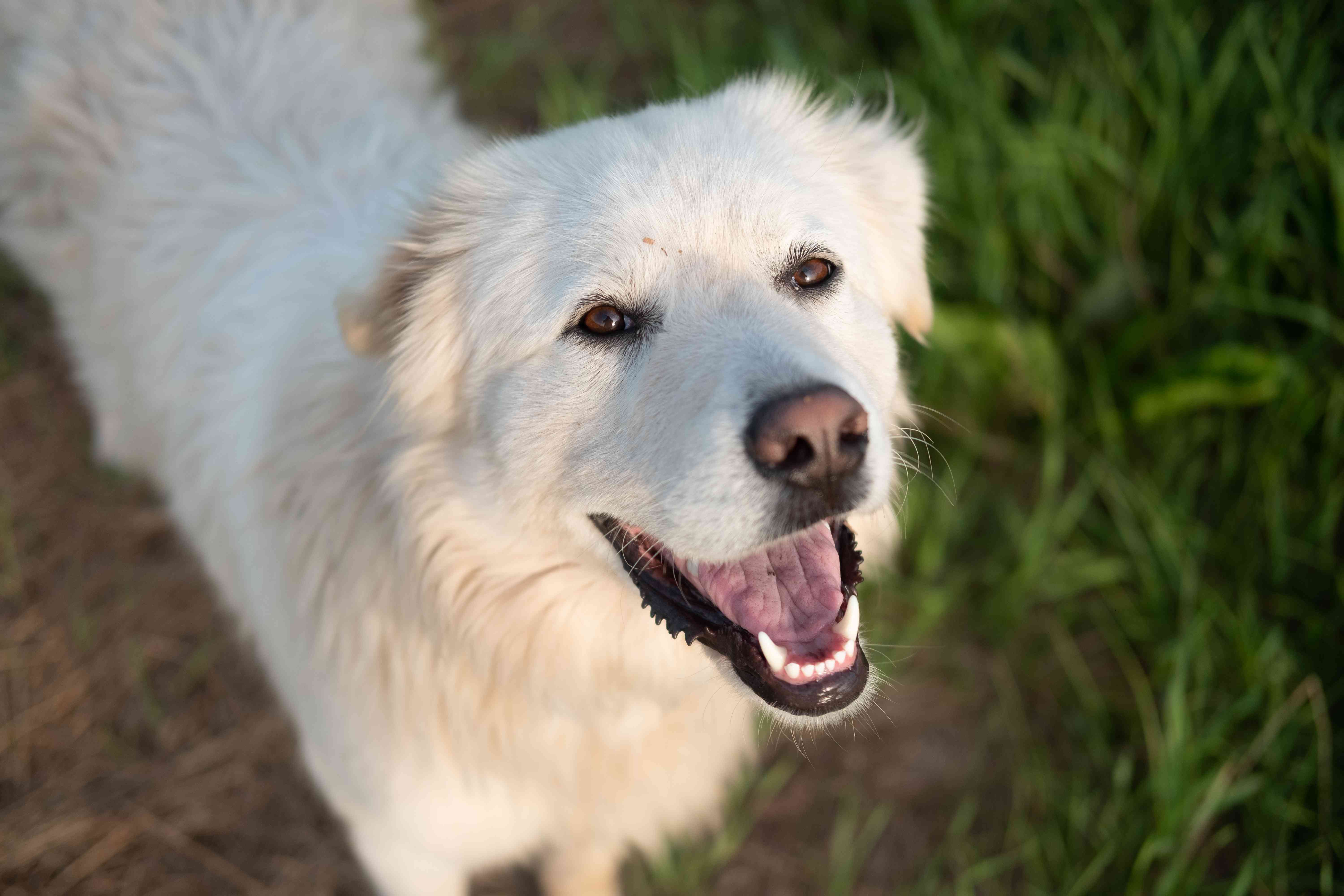 大白熊犬的狗