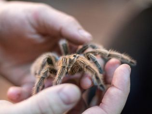 person holding a tarantula