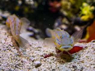 水族馆里的虾虎鱼