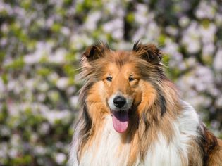 一头毛毛牧羊犬在模糊的花卉背景下的头部照片