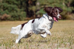 英国施普林格猎犬在田野里奔跑