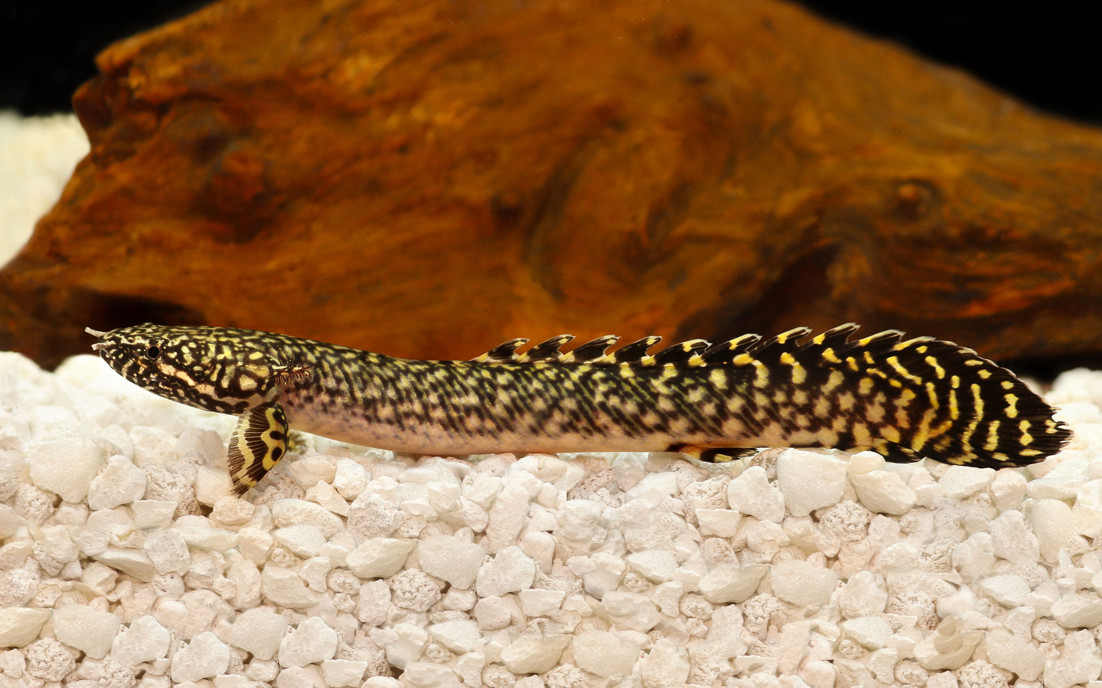 Ornate bichir Polypterus ornatipinnis resting on gravel aquarium substrate