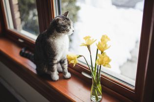 Tabby & white cat sitting on a window sill next to a vase of daffodils