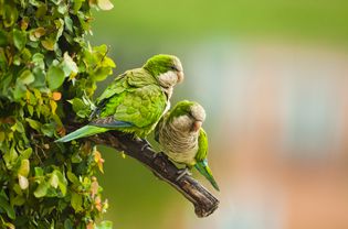 Wild Monk Parakeets