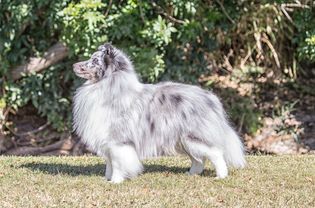 side view of a gray and white Shetland sheepdog (Sheltie)