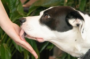 dog licking its owner's hand