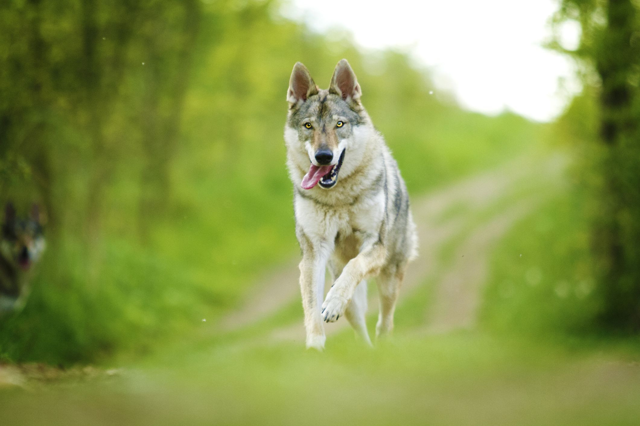 Czechoslovakian Wolfdog