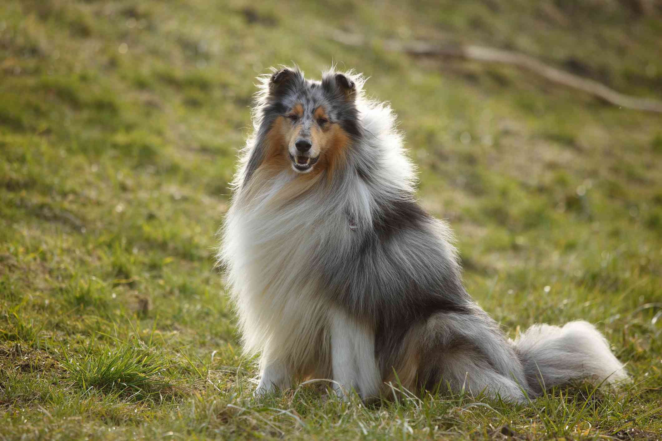 蓝色山鸟色牧羊犬坐在草地上