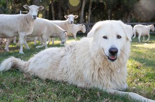 Great Pyrenees dog laying on grass near sheep