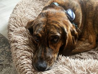 Dog wearing a Petfon Pet GPS Tracker