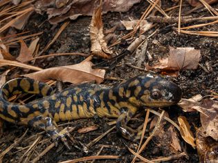 Eastern Tiger Salamander