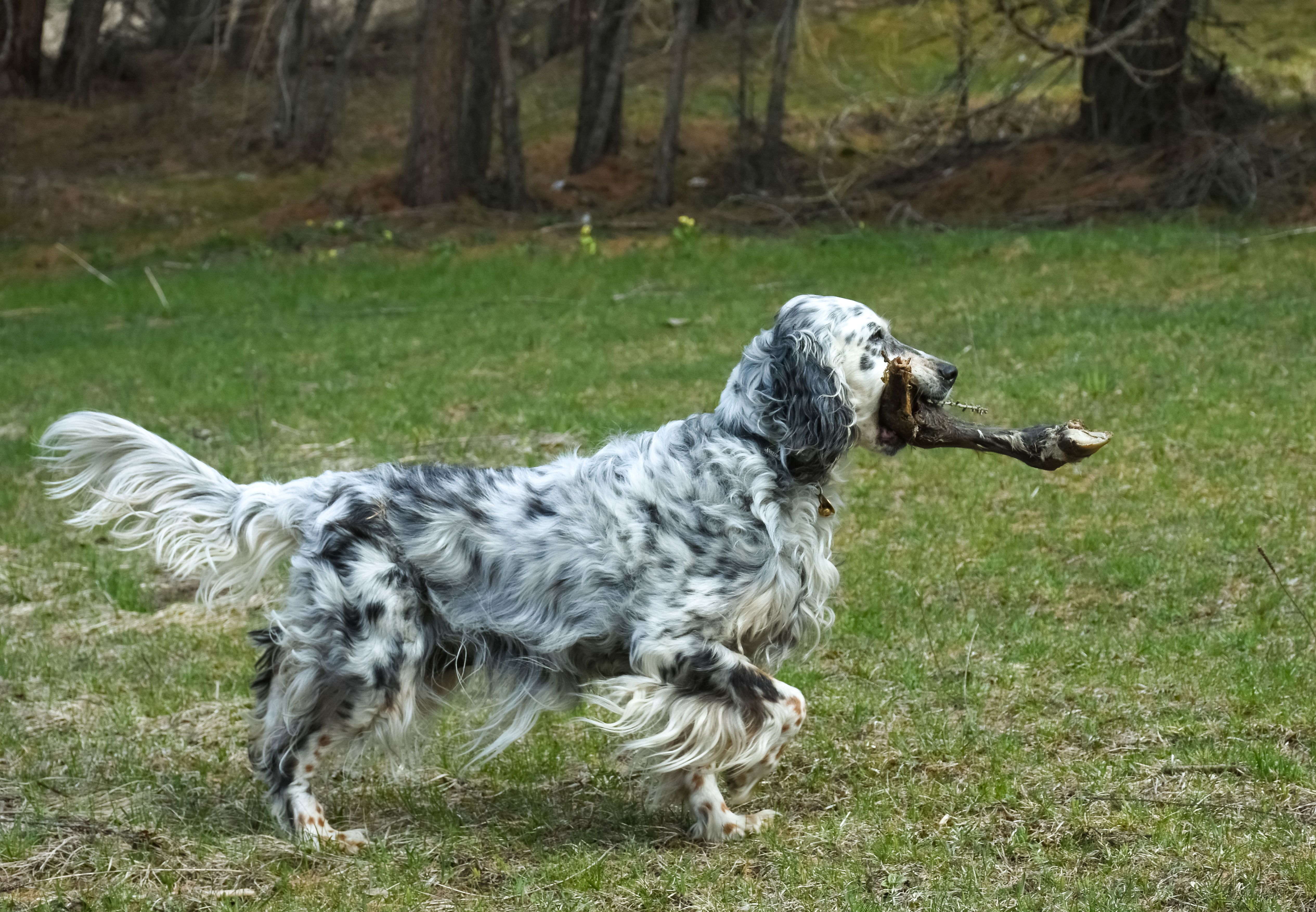 english setter points with bird in her mouth