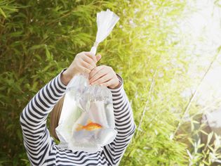 女孩把金鱼装在塑料袋里