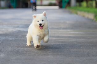 小狗兴奋地跑着