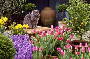 Spring flower display surrounding cat on table