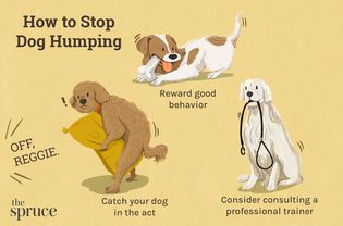 How to Stop Dog Humping