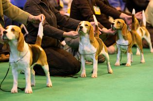 在2008年Crufts比赛的最后一天，小猎犬和它们的主人排队等候裁判