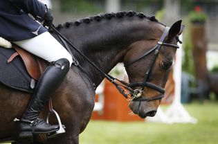 Harmony between horse and rider