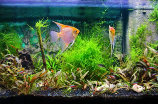 Tropical fresh water aquarium front view with lush foliage plants and some fishes yellow Pterophyllum Scalare and Cardinalis neon