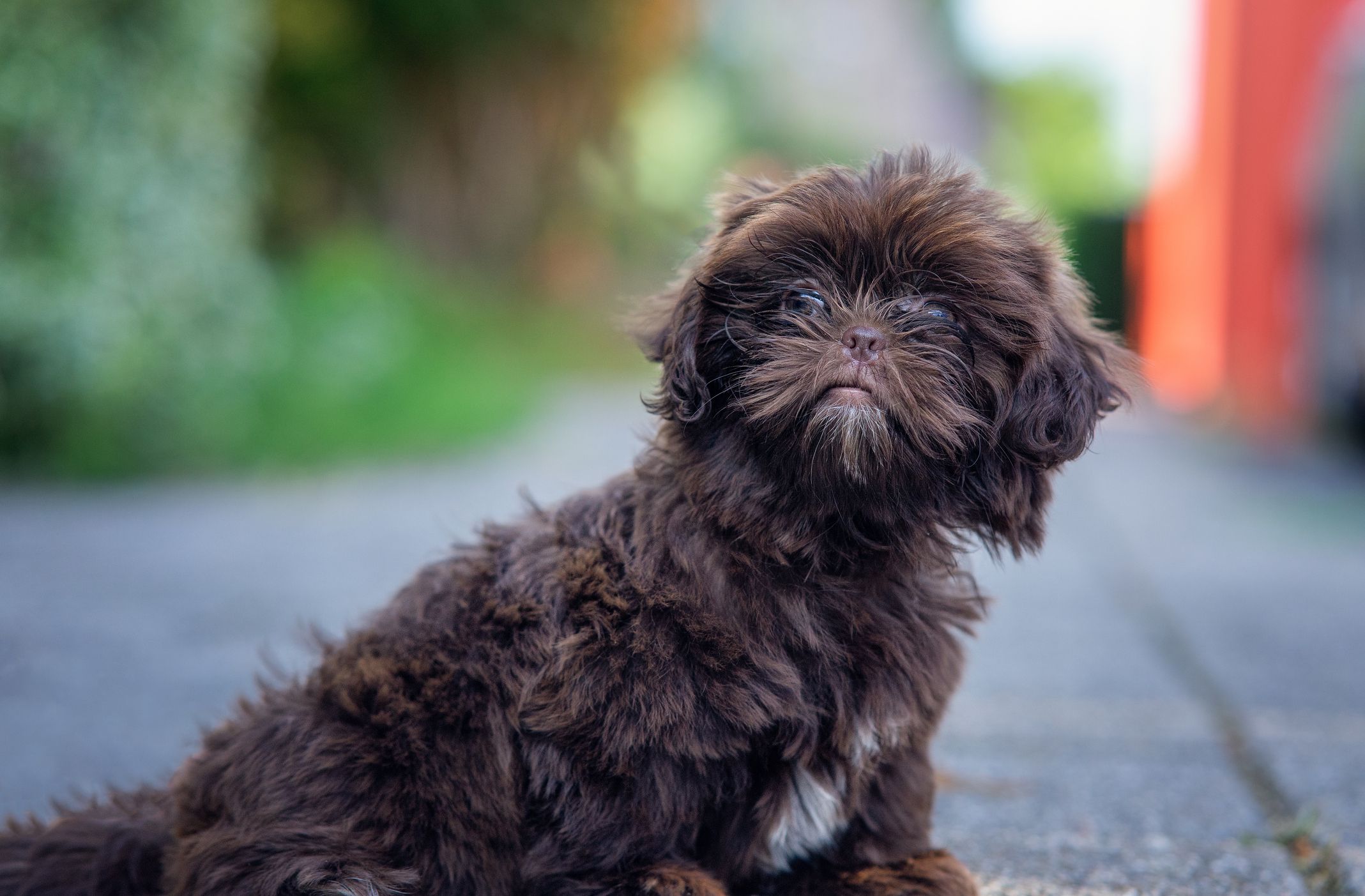 Shih-poo looking towards the camera.