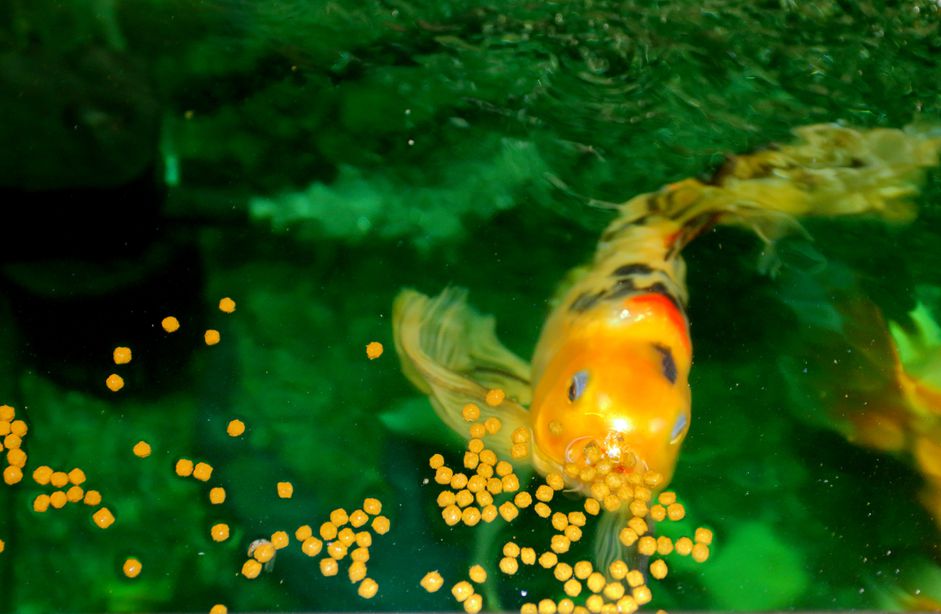 锦鲤在水族箱中进食