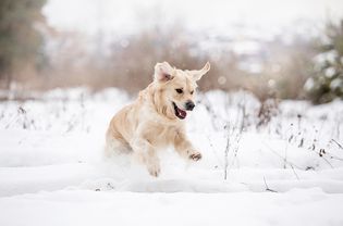 dog playing in snow