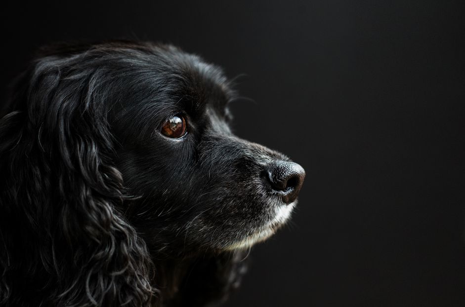 黑色可卡犬头部轮廓。